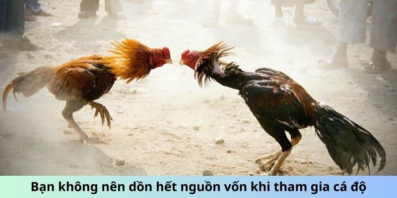 Bạn không nên dồn hết nguồn vốn khi tham gia cá độ