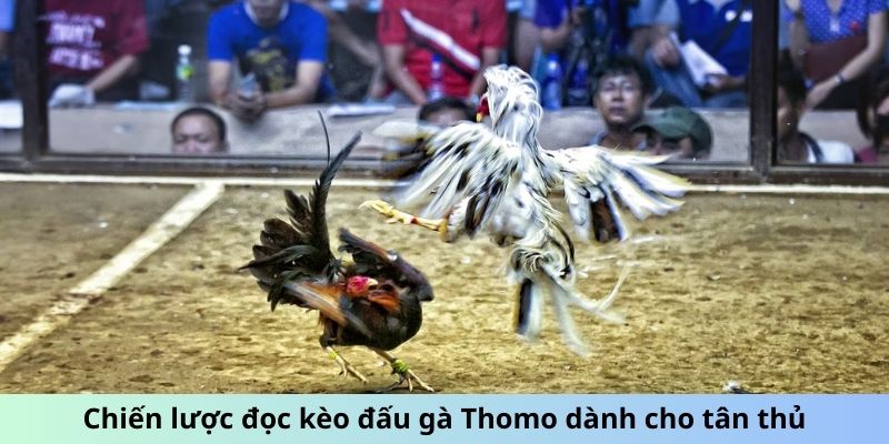 Chiến lược đọc kèo đấu gà Thomo cho tân thủ