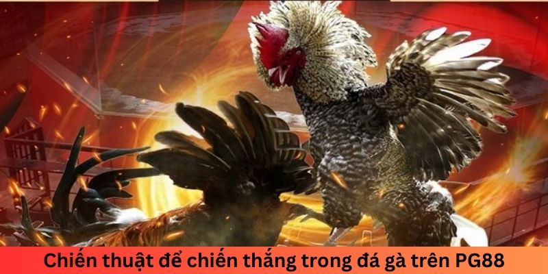 Chiến thuật để chiến thắng trong đá gà trên nền tảng