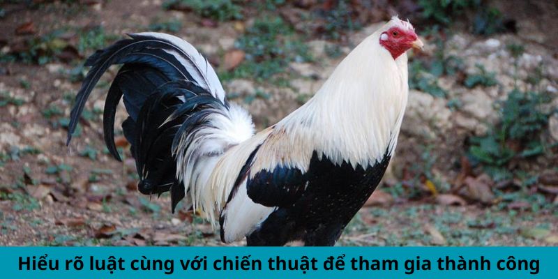 Hiểu rõ luật cùng với chiến thuật để tham gia thành công