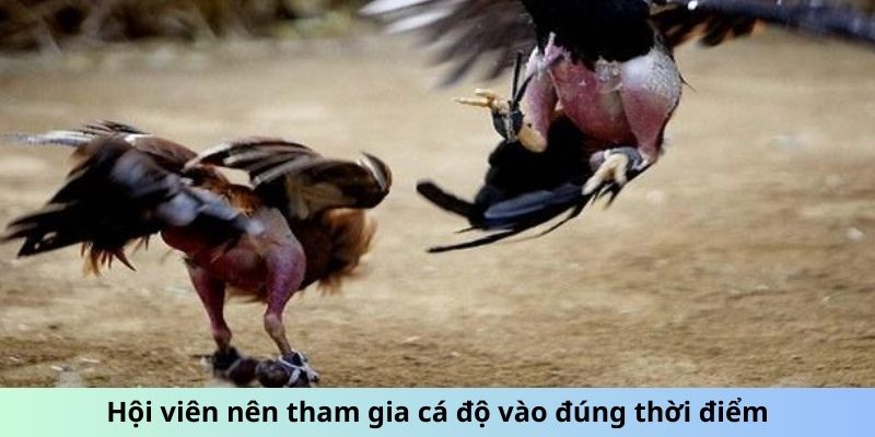 Hội viên nên tham gia cá độ vào đúng thời điểm