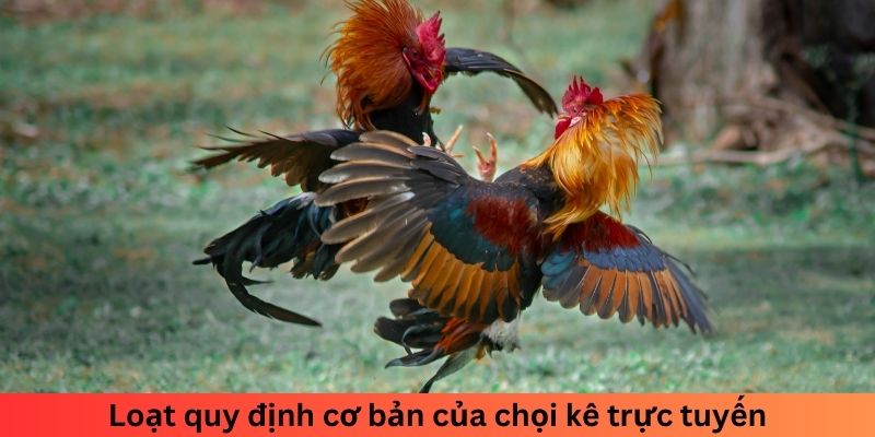 Loạt quy định cơ bản của chọi kê trực tuyến