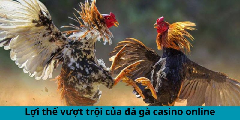 Lợi thế vượt trội của đá gà casino online