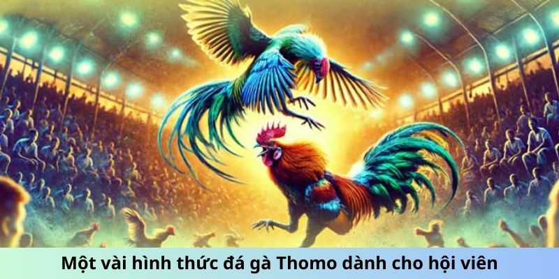 Một vài hình thức đá gà Thomo dành cho hội viên