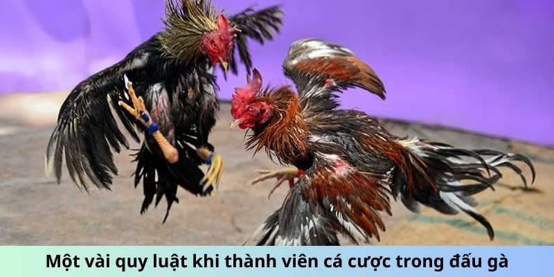 Một vài quy luật khi thành viên cá cược trong đấu gà