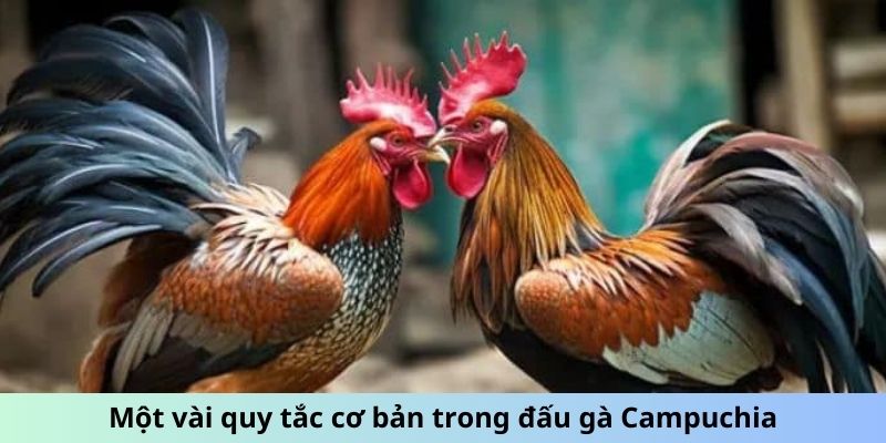 Một vài quy tắc cơ bản trong đấu gà Campuchia