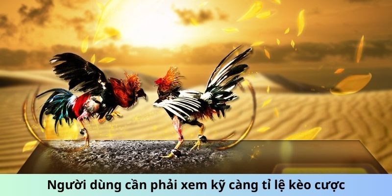 Người dùng cần phải xem kỹ càng tỉ lệ kèo cược