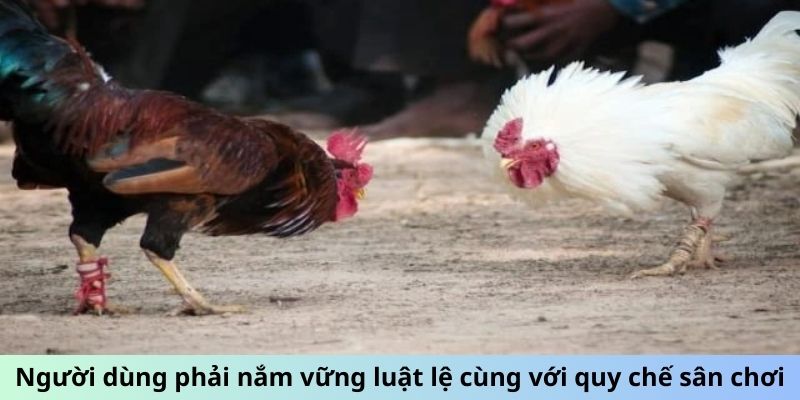 Người dùng phải nắm vững luật lệ cùng với quy chế sân chơi