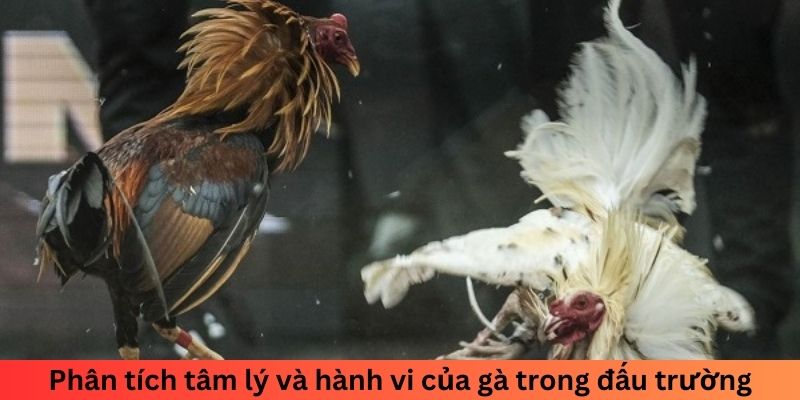 Phân tích tâm lý và hành vi của gà trong đấu trường