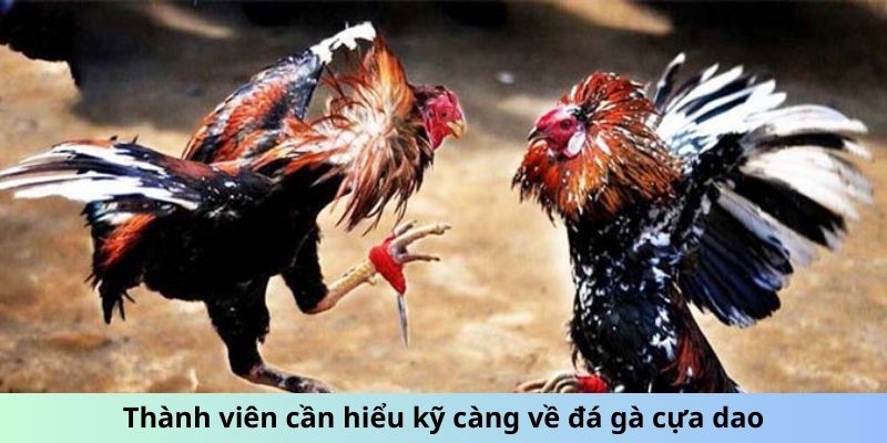 Thành viên cần hiểu kỹ càng về đá gà cựa dao