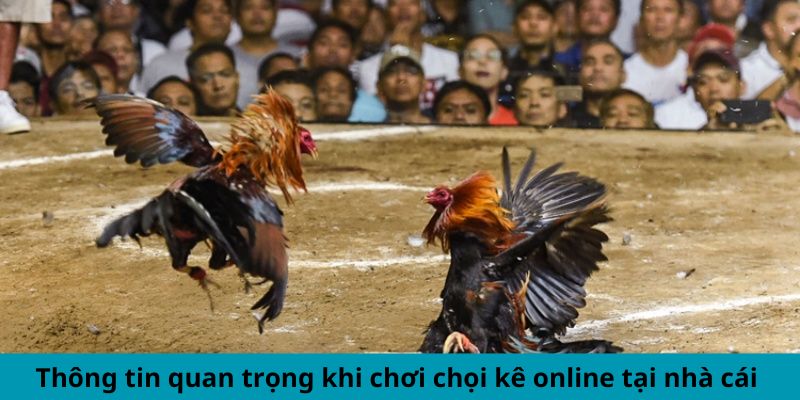 Thông tin quan trọng khi chơi chọi kê online tại nhà cái