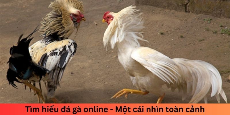 Tìm hiểu đá gà online - Một cái nhìn toàn cảnh