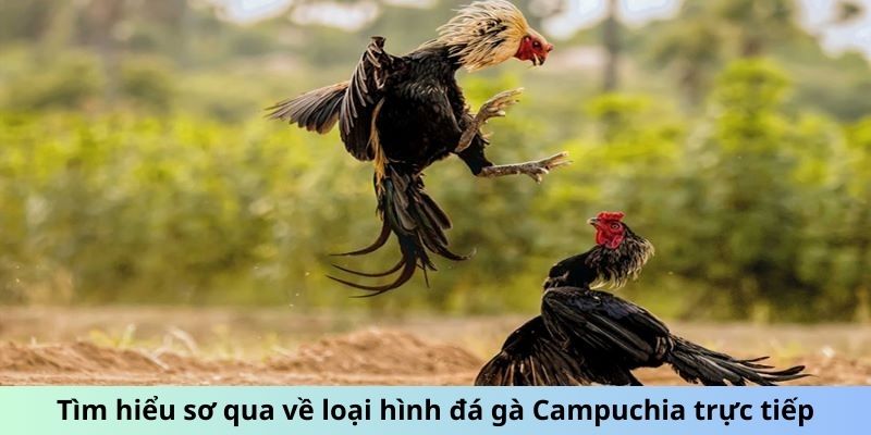 Tìm hiểu sơ qua về loại hình đá gà Campuchia trực tiếp