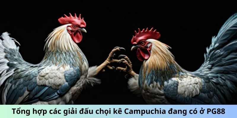 Tổng hợp các giải đấu chọi kê Campuchia đang có ở PG88